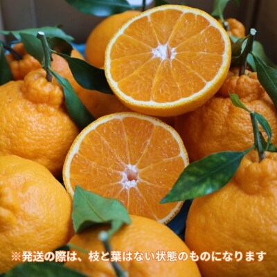 柑橘・みかん　しらぬい(不知火)3kg　　15玉サイズ