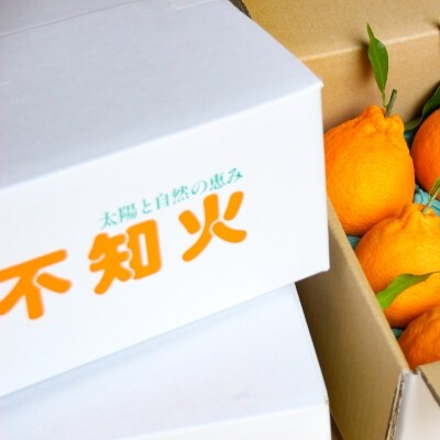 柑橘・みかん　しらぬい(不知火)3kg　　15玉サイズ