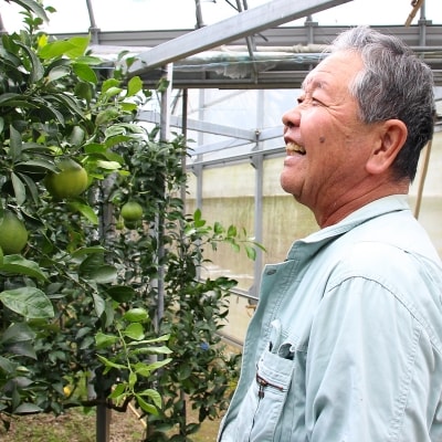 柑橘・みかん　しらぬい(不知火)3kg　　12玉サイズ