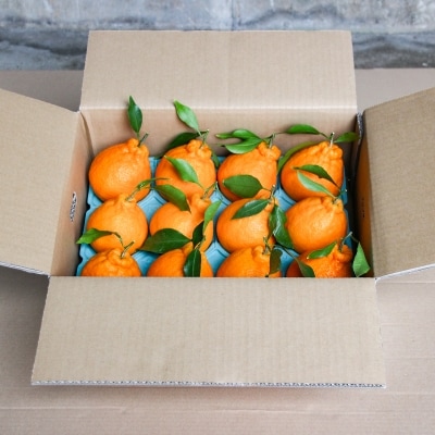 柑橘・みかん　しらぬい(不知火)3kg　　12玉サイズ