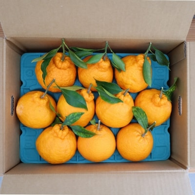 柑橘・みかん　しらぬい(不知火)3kg　　10玉サイズ