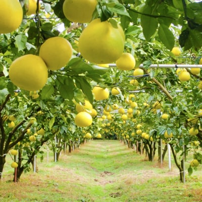 土佐文旦贈答用約5kg(高知ふるさと農園)　