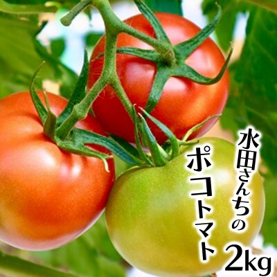 まっことうまい!水田さんのポコトマト【約2kg】