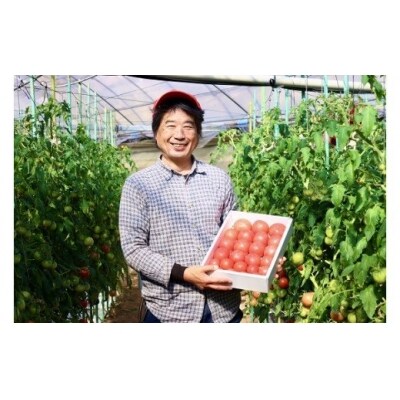 まっことうまい!水田さんのポコトマト【約2kg】