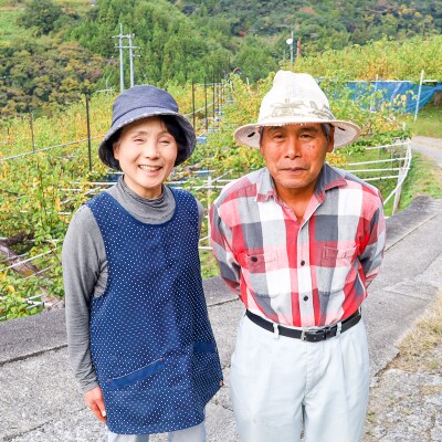 土佐文旦贈答用約3kg(高知ふるさと農園)