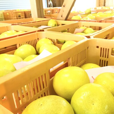 土佐文旦贈答用約3kg(高知ふるさと農園)