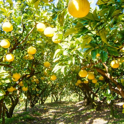 土佐文旦贈答用約3kg(森本果樹園)