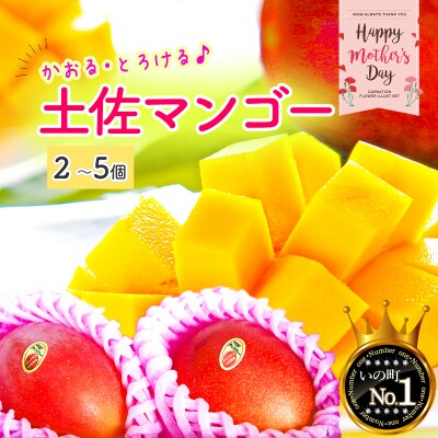 【母の日にお届け】かおる・とろける!土佐マンゴー(2～5個)