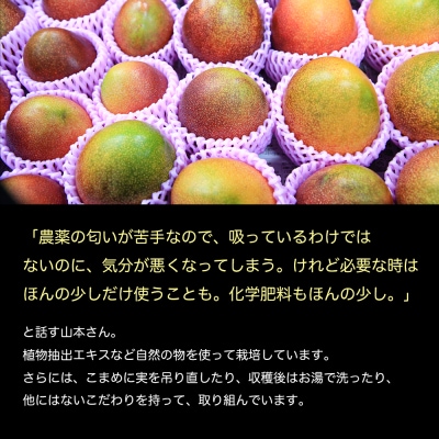 【母の日にお届け】かおる・とろける!土佐マンゴー(2～5個)