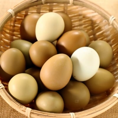 【5月末頃まで】本川手箱　きじたまご(12個)