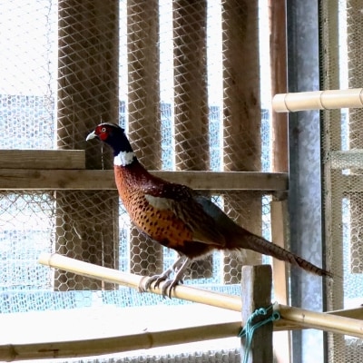 【5月末頃まで】本川手箱　きじたまご(12個)