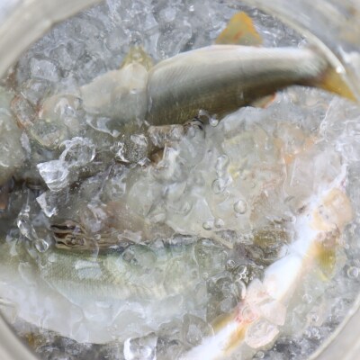 仁淀川の天然鮎(4匹～8匹)★冷凍