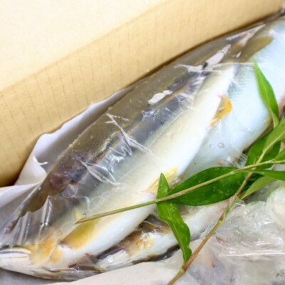 仁淀川の天然鮎(4匹～8匹)★冷凍