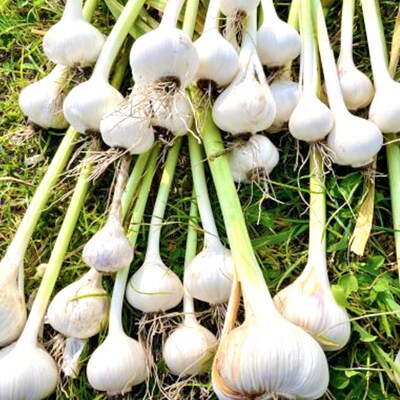 黒にんにく「土佐の隠し玉」　1袋×250g