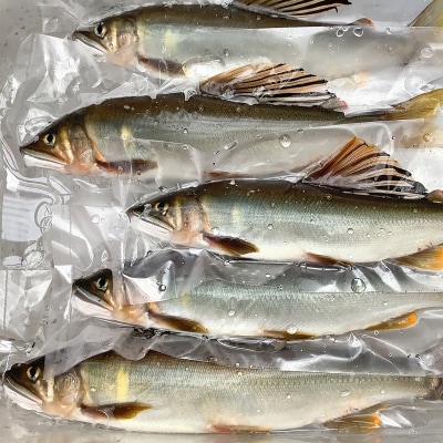 鮮度にこだわり!仁淀鮎★10尾～(冷凍1kg) ★
