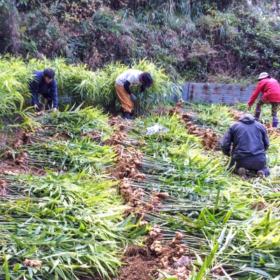 刈谷農園の有機生姜1kg(有機JAS認定取得)