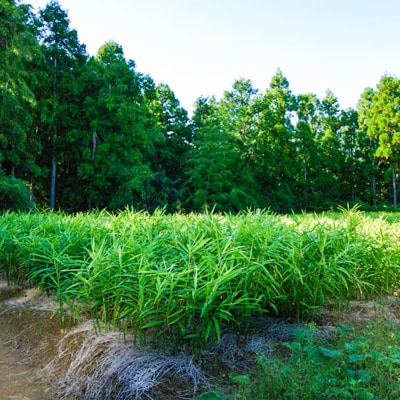 刈谷農園の有機生姜1kg(有機JAS認定取得)