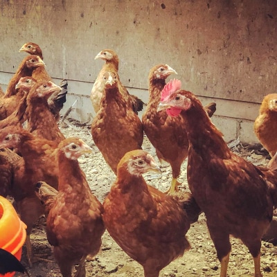 【定期便】土佐ジローたまご(12個入)×12回 約3週間毎に1回