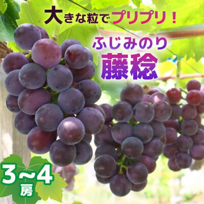 【2025年収穫】藤稔(ふじみのり)3～4房