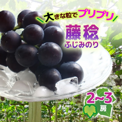【2026年収穫】藤稔(ふじみのり)2～3房