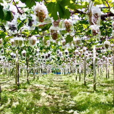 【2025年収穫】藤稔(ふじみのり)3～4房