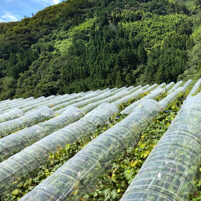 【2025年収穫】藤稔(ふじみのり)3～4房