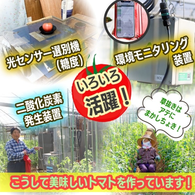 【数量限定】水田さんのフルーツトマト1kg定期便(全3回 / 3・4・5月お届け)
