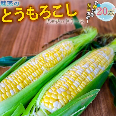 とうもろこし ドルチェドリーム20本