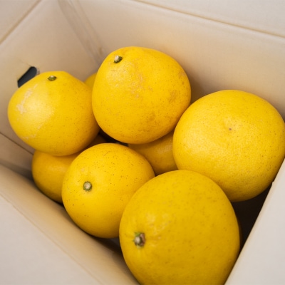 土佐文旦　家庭用5kg(池上果樹園)