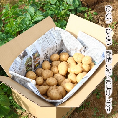 【訳あり】じゃがいも10kg(デジマ)