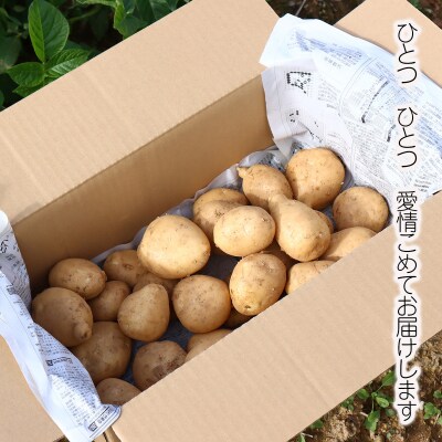 じゃがいも3kg(デジマ)