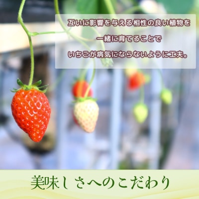小野いちご園　いちご1箱(4パック)