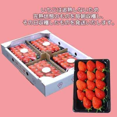 小野いちご園　いちご1箱(4パック)