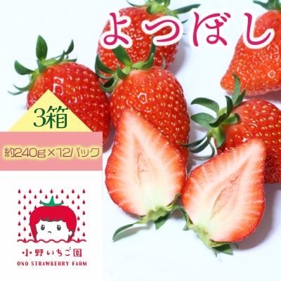 小野いちご園　いちご3箱(12パック)