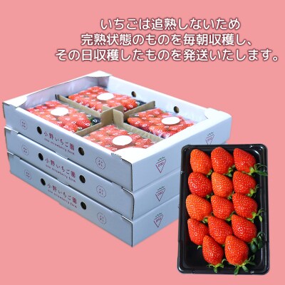小野いちご園　いちご3箱(12パック)