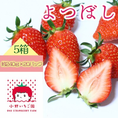 小野いちご園　いちご5箱(20パック)