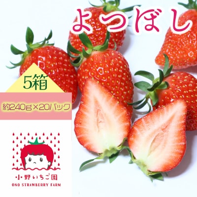 小野いちご園　いちご5箱(20パック)
