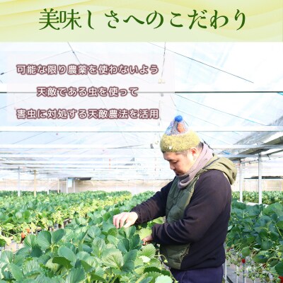 小野いちご園　いちご5箱(20パック)