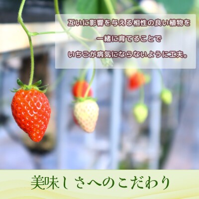 小野いちご園　いちご5箱(20パック)