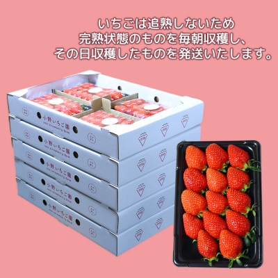 小野いちご園　いちご5箱(20パック)