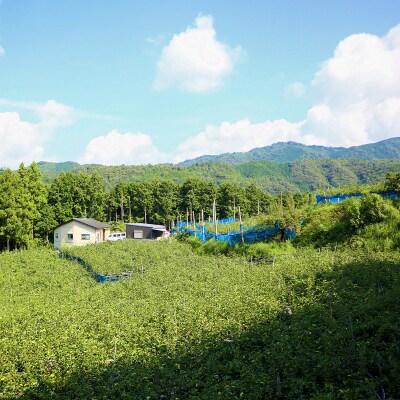 【2026年収穫】森本果樹園の新高梨　2～2.5kg(2～3玉)