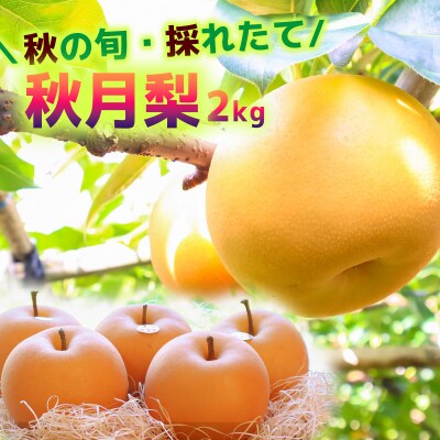 【2025年収穫】森本果樹園の秋月梨 2kg
