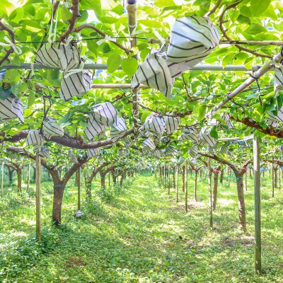 【2025年収穫】森本果樹園の秋月梨 2kg