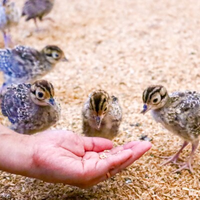 【きじ肉】きじ好きやきセット