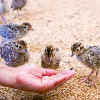 【きじ肉】きじ好きやきセット