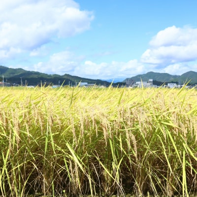 によどブルー米 5kg