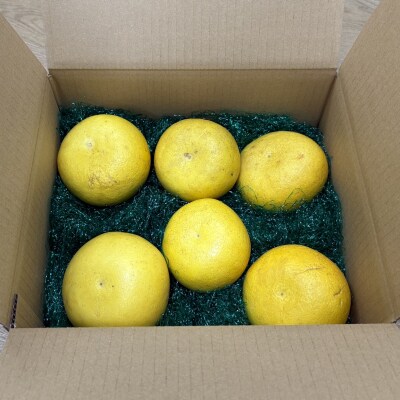 土佐文旦　家庭用3kg(池上果樹園)