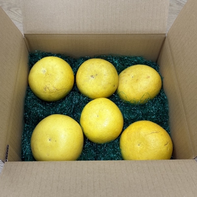 土佐文旦　家庭用3kg(池上果樹園)