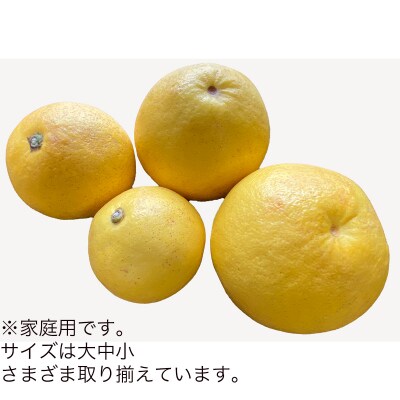 土佐文旦　家庭用3kg(池上果樹園)