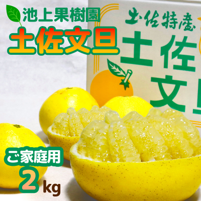 土佐文旦　家庭用2kg(池上果樹園)